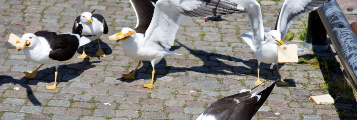 Seagulls fighting for scraps of bread