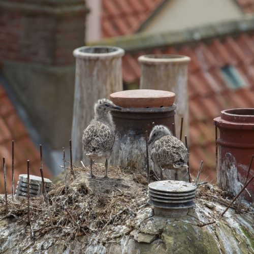 Baby seagulls nesting on a chimney stack in summer