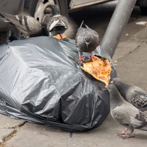 Info Pigeons eating pizza from a split bing bag on the floor