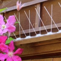 Defender® Narrow Stainless Steel Bird Spikes installed on a wooden protruding ledge on a shed