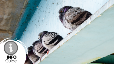 Why Pigeons and Seagulls Choose Your Property - Info Guide