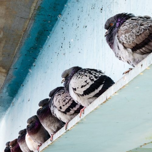 Bird droppings caused by nesting pigeons