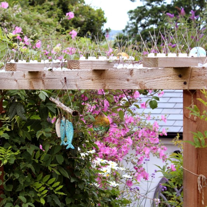 Defender® Wide Steel Bird Spikes installed on the 20 cm wide wooden beams of a garden pergola
