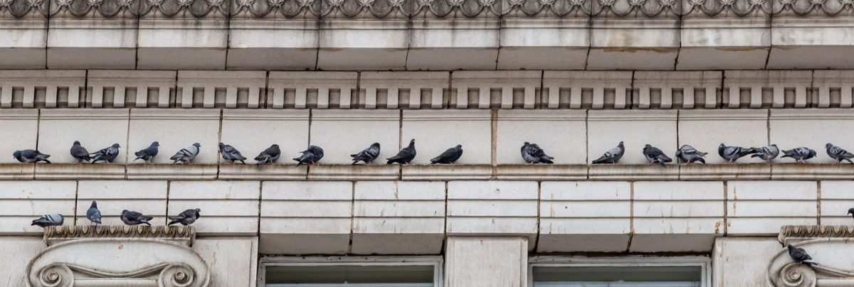 Pigeons nesting on a listed building