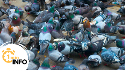 What Is Pigeon And Bird Control?