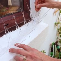 Hands installing Defender® Wide Plastic Pigeon Spikes which are quick and easy to install