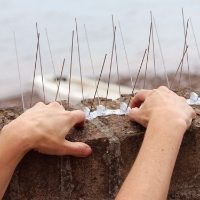 Hands installing a strip of Defender® Seagull Spikes to stop gulls landing on a wall