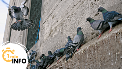 What Are Pigeon Deterrent Spikes?