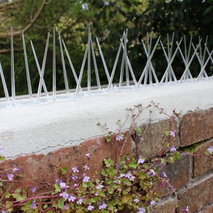Defender® Wide Plastic Pigeon Spikes installed with silicone on a 20 cm wide concrete wall