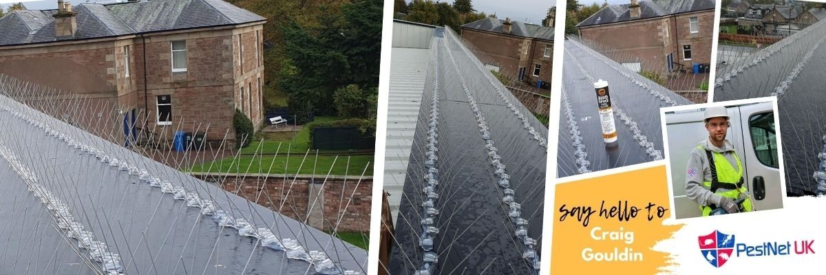 Pest Net UK Banner - Winner of Defender Bird Spikes Installer of the Month