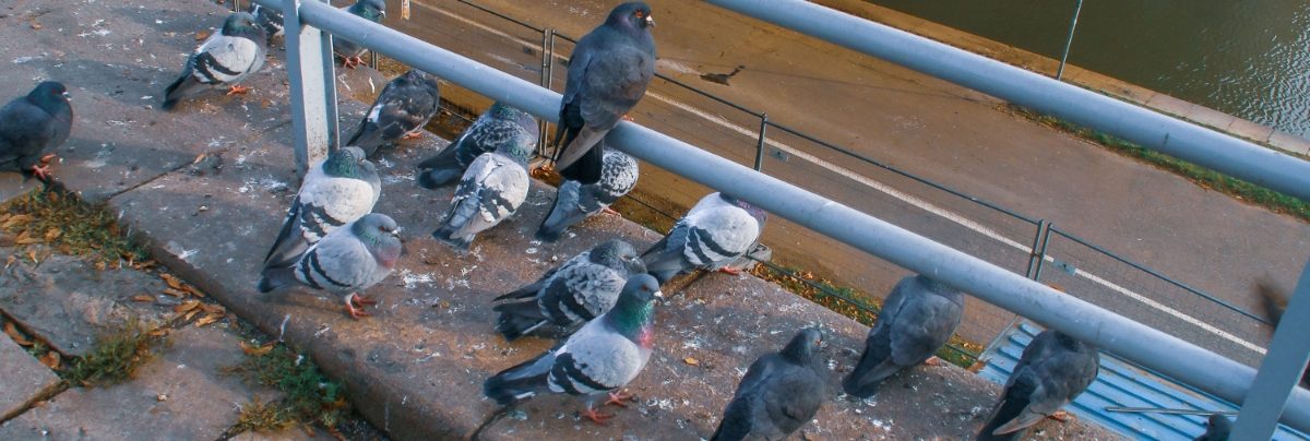Pigeons nesting and roosting on bridge