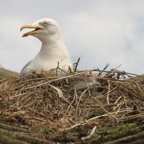 Protected seagull nest with eggs - Legal guidelines for nest removal.