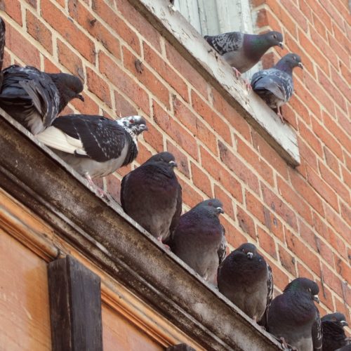 Pigeons nesting on a ledge