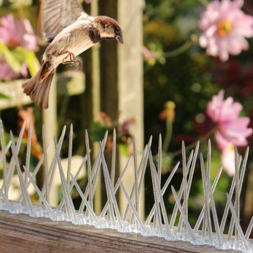 Defender® Thistle Bird Deterrent Spikes stopping garden birds landing on a fence panel