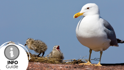Understanding the seagull and its behaviour - Info Guide