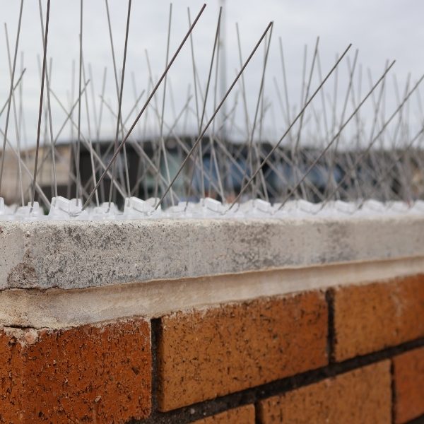 Defender Extreme Seagull Spikes - Protect the leading edge of walls and ledges