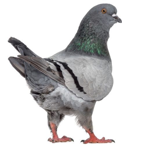 Fun Facts - Pigeon Profile