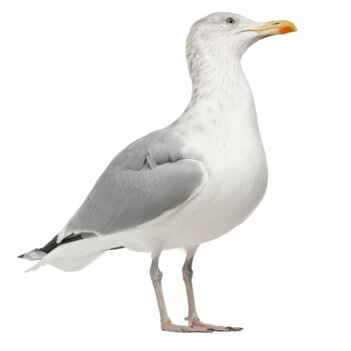 Seagull standing in profile - fun facts