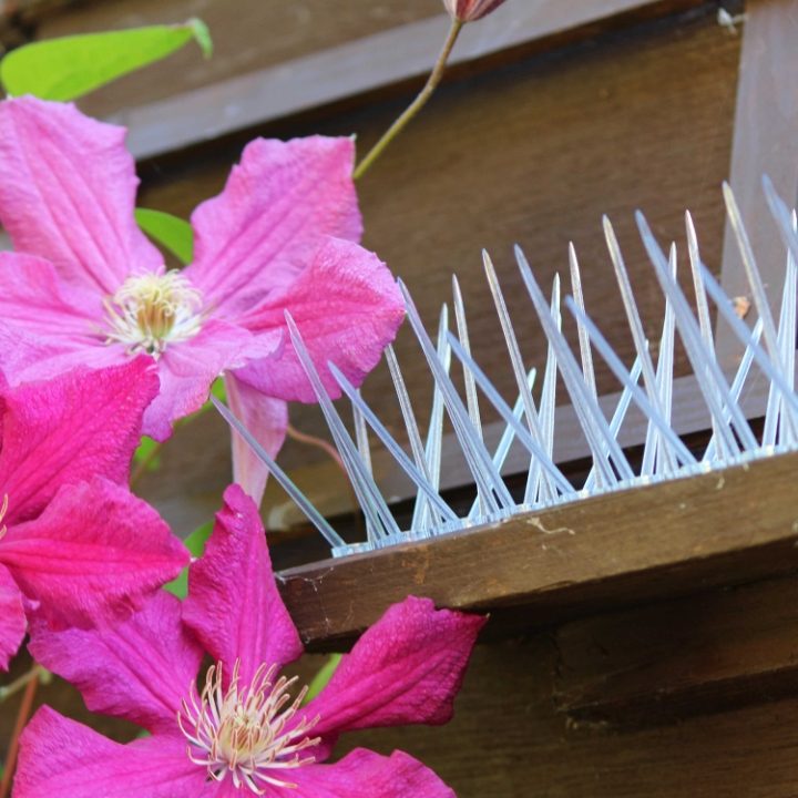 Defender® Thistle® Small Bird Spike installed on garden shed ledge to stop small birds landing