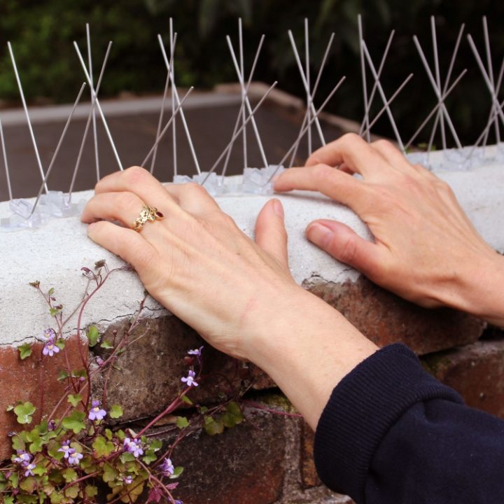 Hands installing Defender® Wide Stainless Steel Bird Spikes easily on a wall with silicone