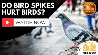 Do Bird Spikes Hurt Birds?