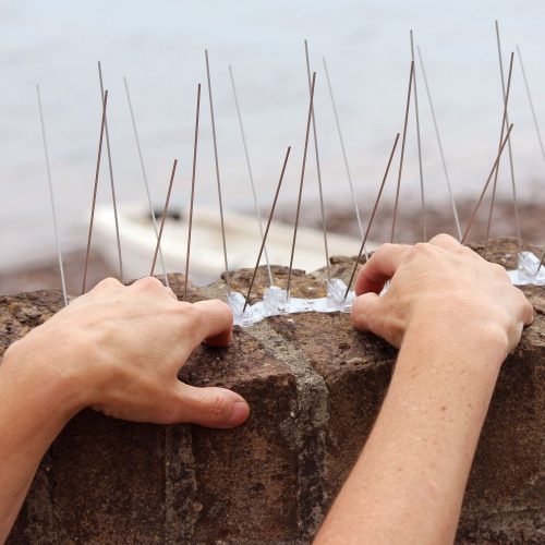 Seagull spike installation - Deterring nesting with Defender® spikes.