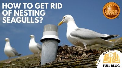 How to get rid of nesting seagulls