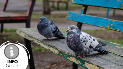Understanding the feral pigeon and its behaviour- Info Guide