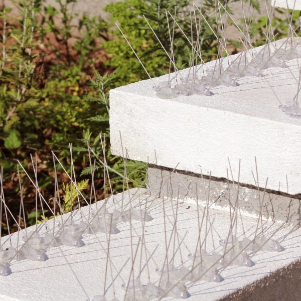 Two or more rows of Defender® Extra Wide Pigeon Plex Spike installed on a wide ledge
