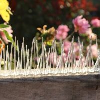 Defender® Thistle® Small Bird Spike stops small garden birds like starlings and sparrows